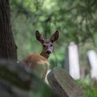 Reh am Zentralfriedhof Nr2