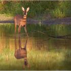 Reh an der Elbe