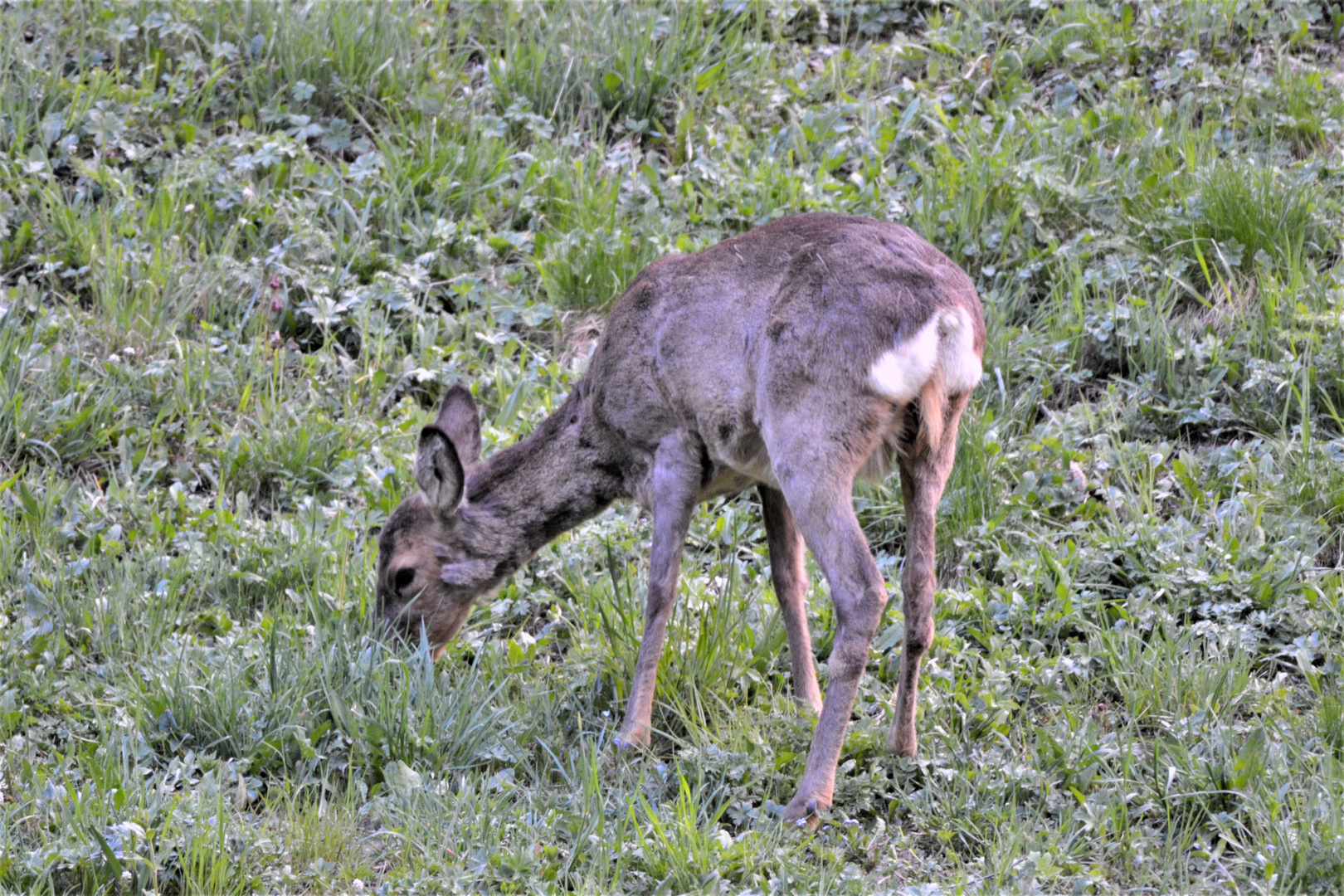 Reh an der Mahlzeit