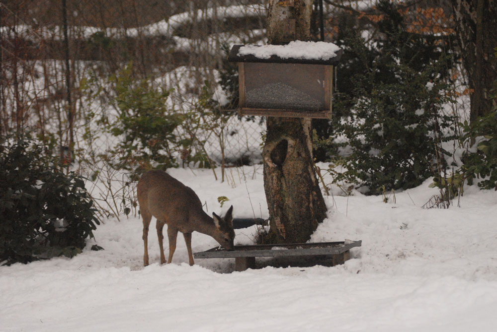 Reh an der Vogelfütterung im Garten