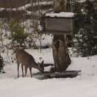 Reh an der Vogelfütterung im Garten