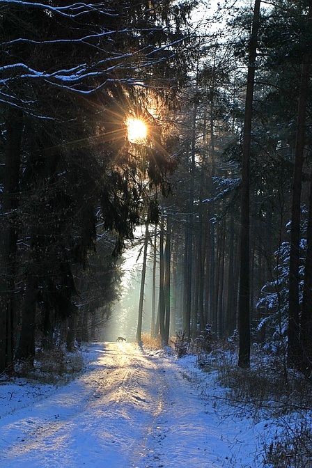 Reh an einem frostigen Wintermorgen