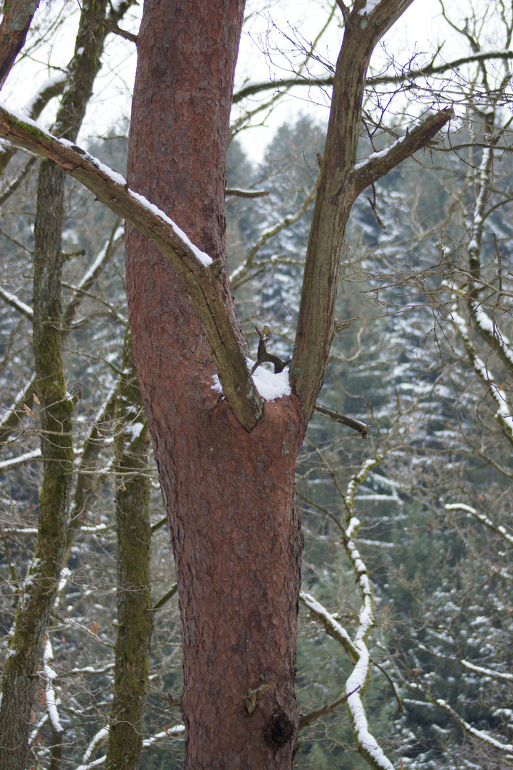 Reh auf dem Baum ,nur ein Weihnachtstraum?