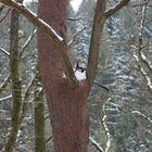 Reh auf dem Baum ,nur ein Weihnachtstraum?