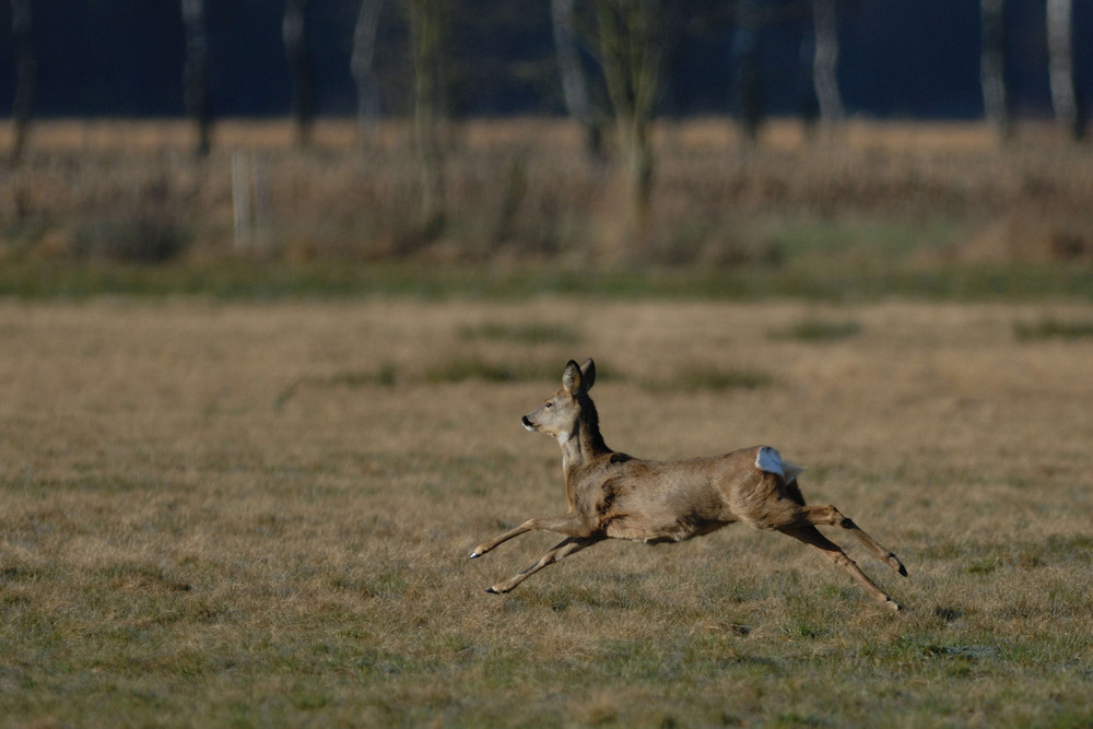 Reh auf der Flucht