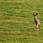 "REH" auf der Flucht vor Spaziergänger mit Hund