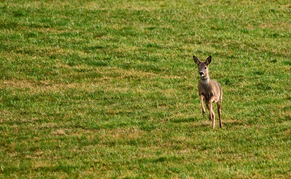 "REH" auf der Flucht vor Spaziergänger mit Hund