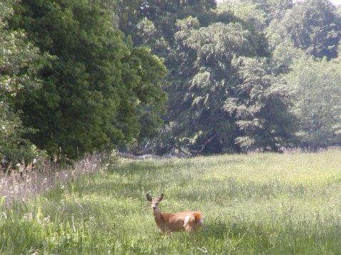 Reh auf der Totenbruchwiese in der Rostocher Heide Mai 2002