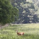 Reh auf der Totenbruchwiese in der Rostocher Heide Mai 2002