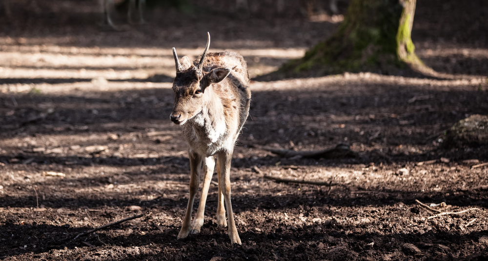 Reh auf der Waldlichtung