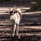 Reh auf der Waldlichtung