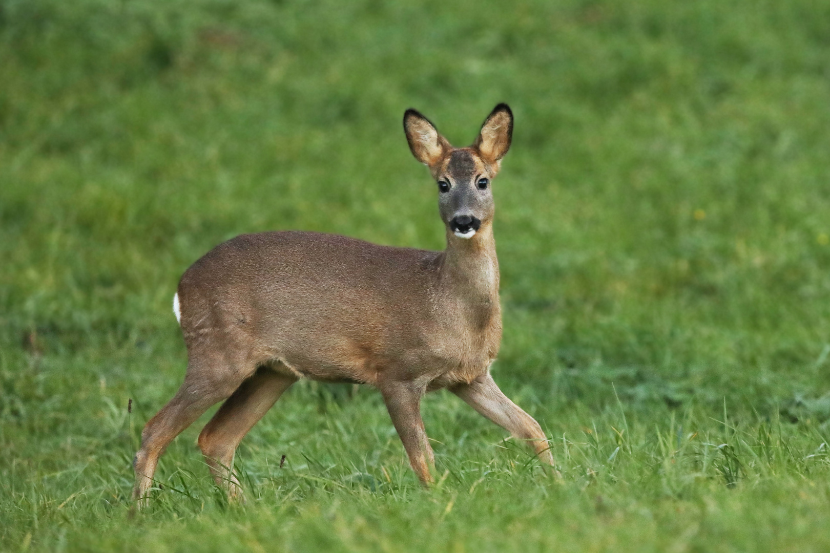 Reh auf der Wiese