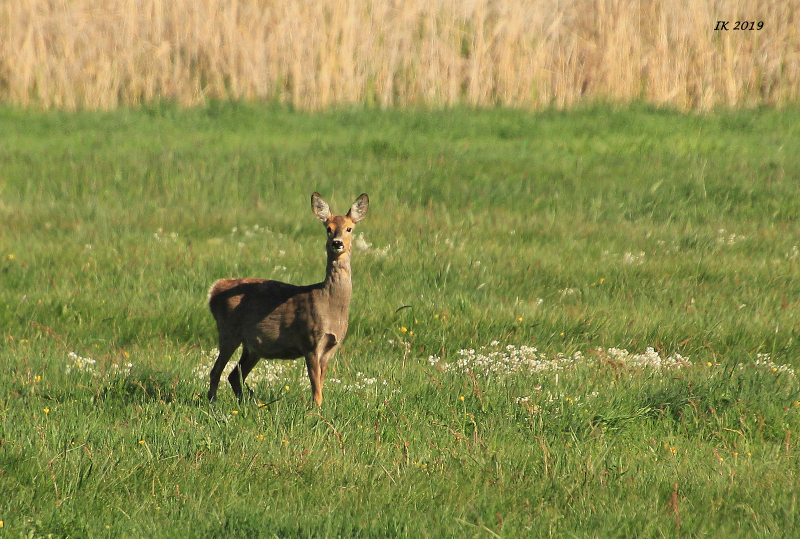 Reh auf der Wiese 