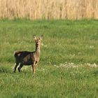 Reh auf der Wiese 