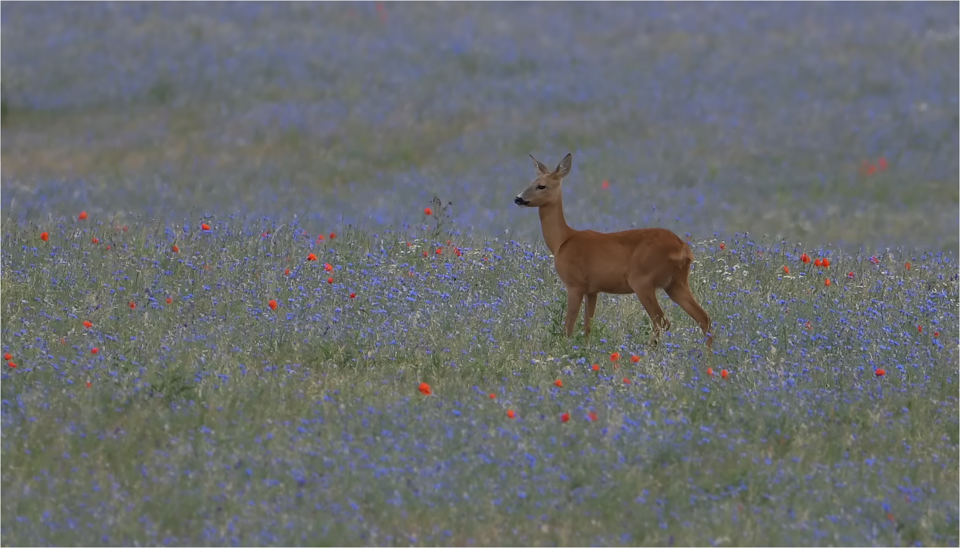 Reh auf einer Blumenwiese