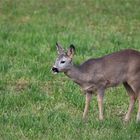 Reh auf einer Wiese