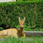 Reh auf Friedhof