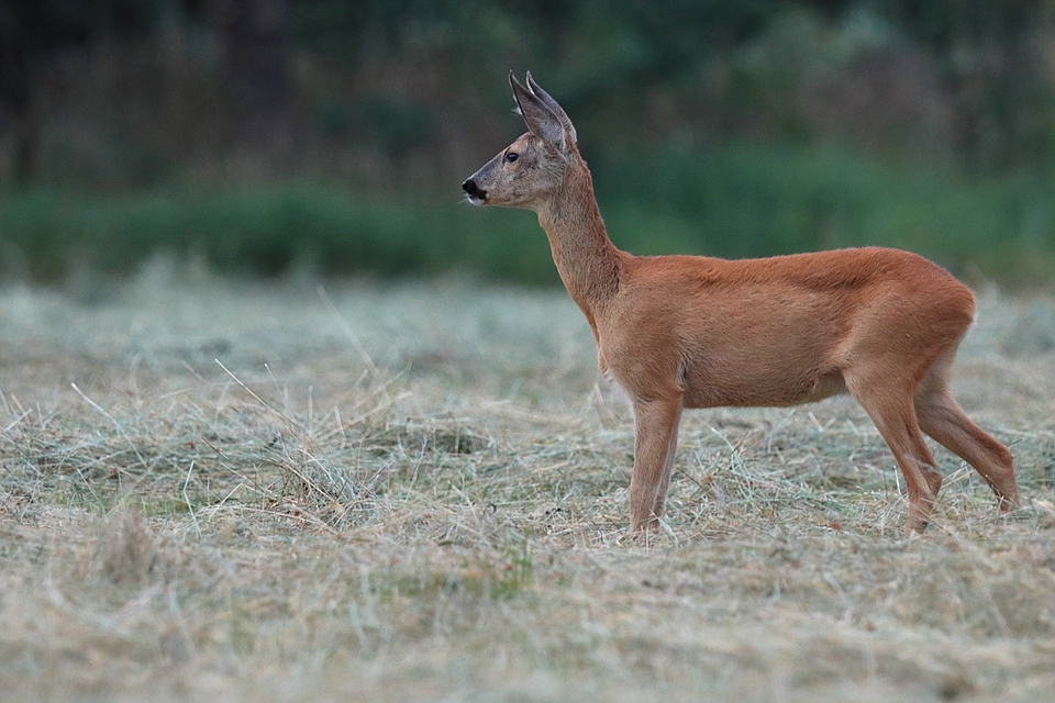 Reh auf frisch gemähter Wiese