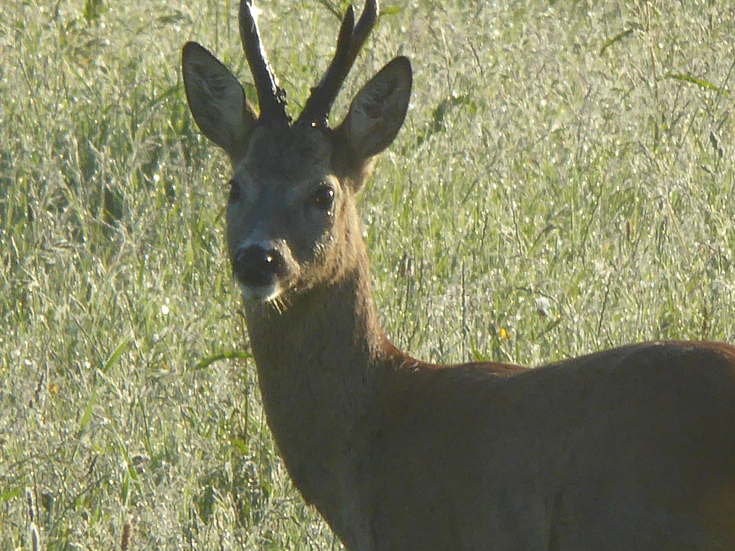 Reh auf Grass im Morgengentlichen Neblichen Sonnenschein.