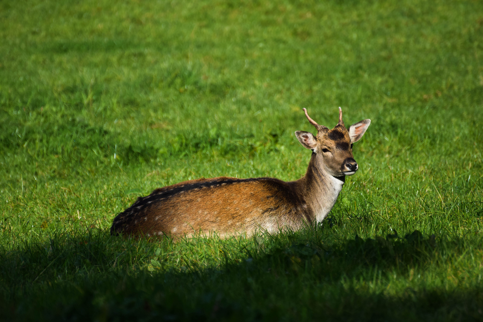 Reh auf Holnis (Flensburger Förde)