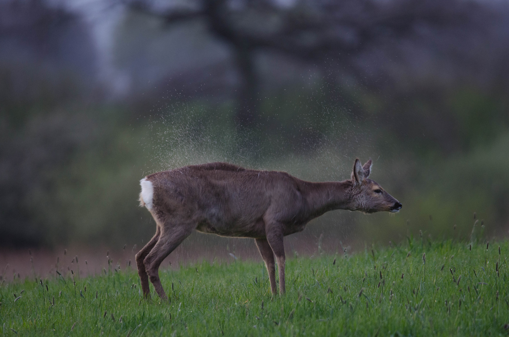 Reh bei Aprilwetter