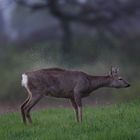 Reh bei Aprilwetter