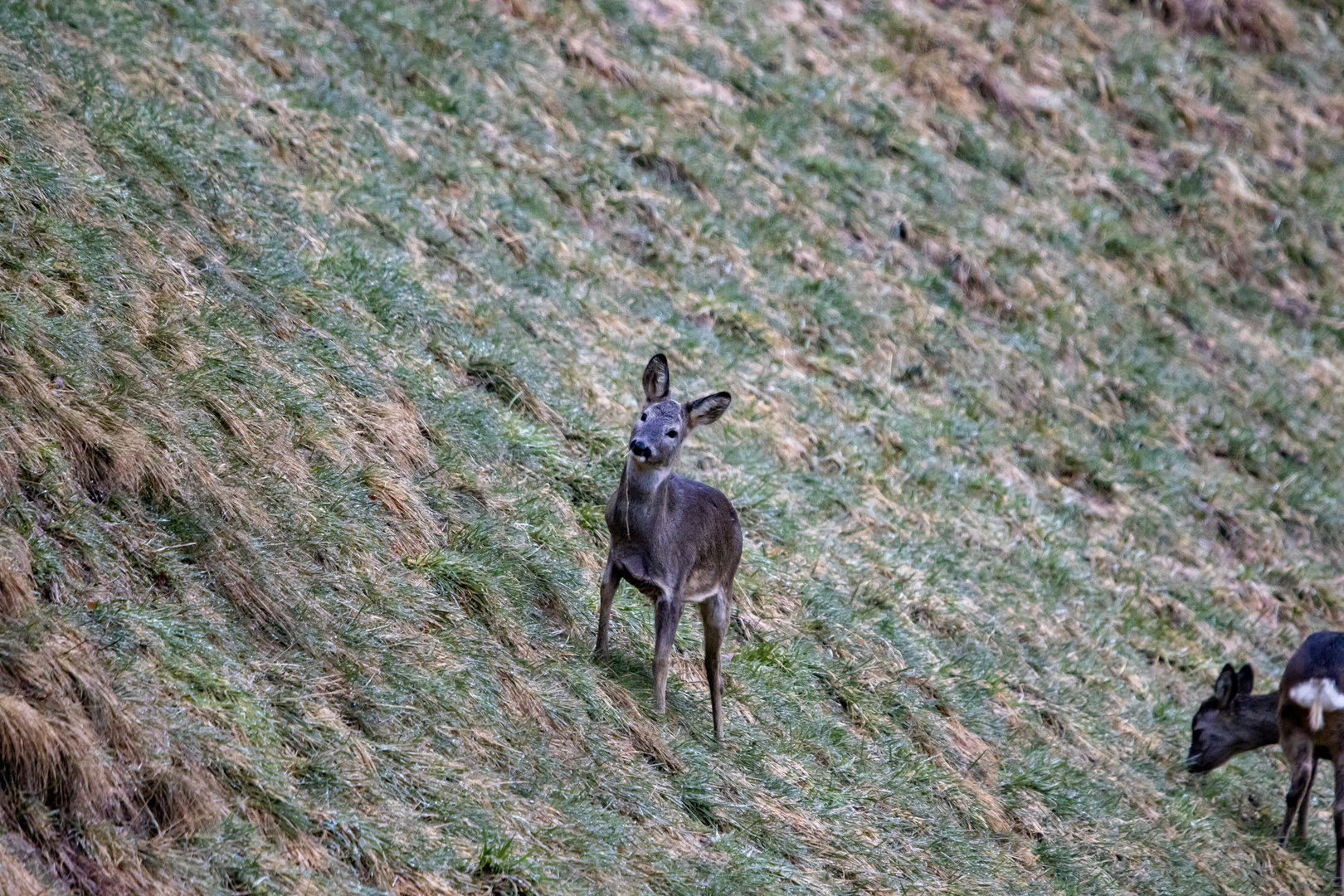 Reh bei der Futtersuche