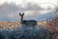 Reh bei Morgenreif