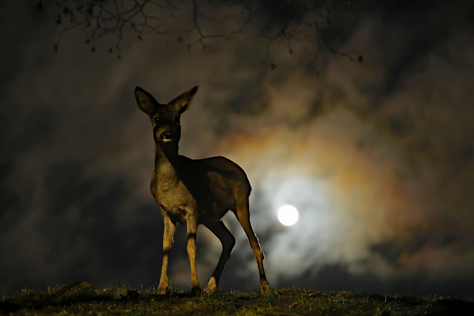 Reh bei Vollmond