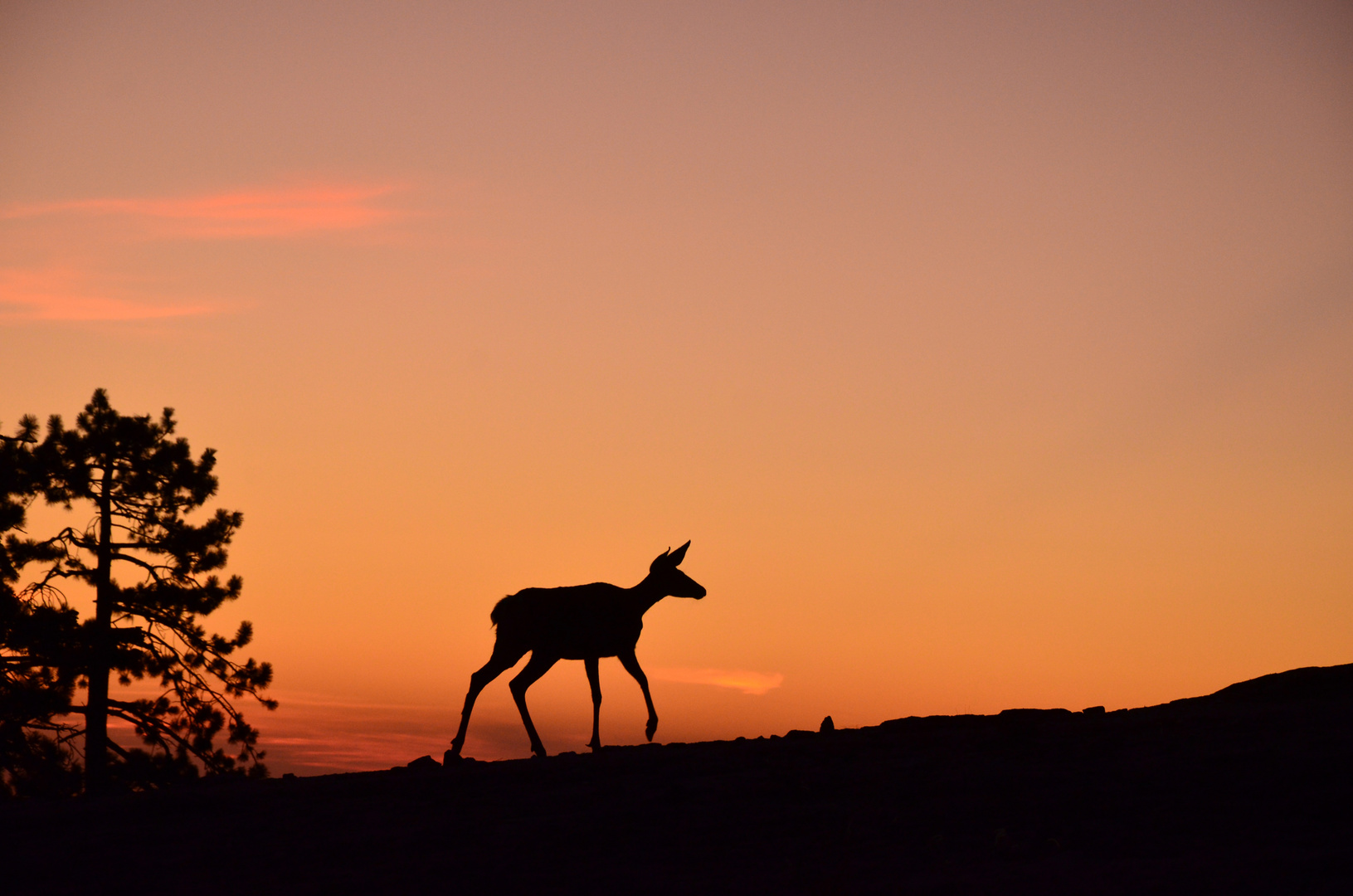 Reh beim Abendspaziergang...