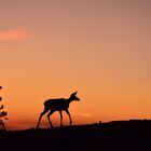 Reh beim Abendspaziergang...