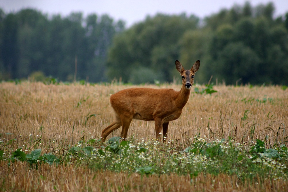 Reh beim grasen