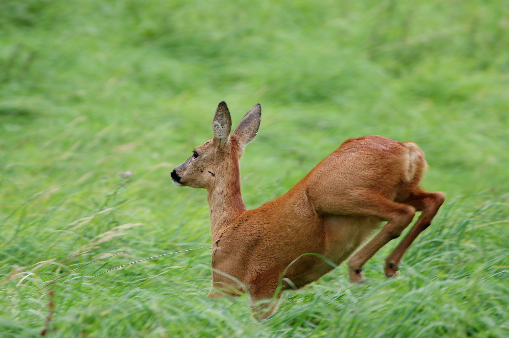 Reh beim Sprung