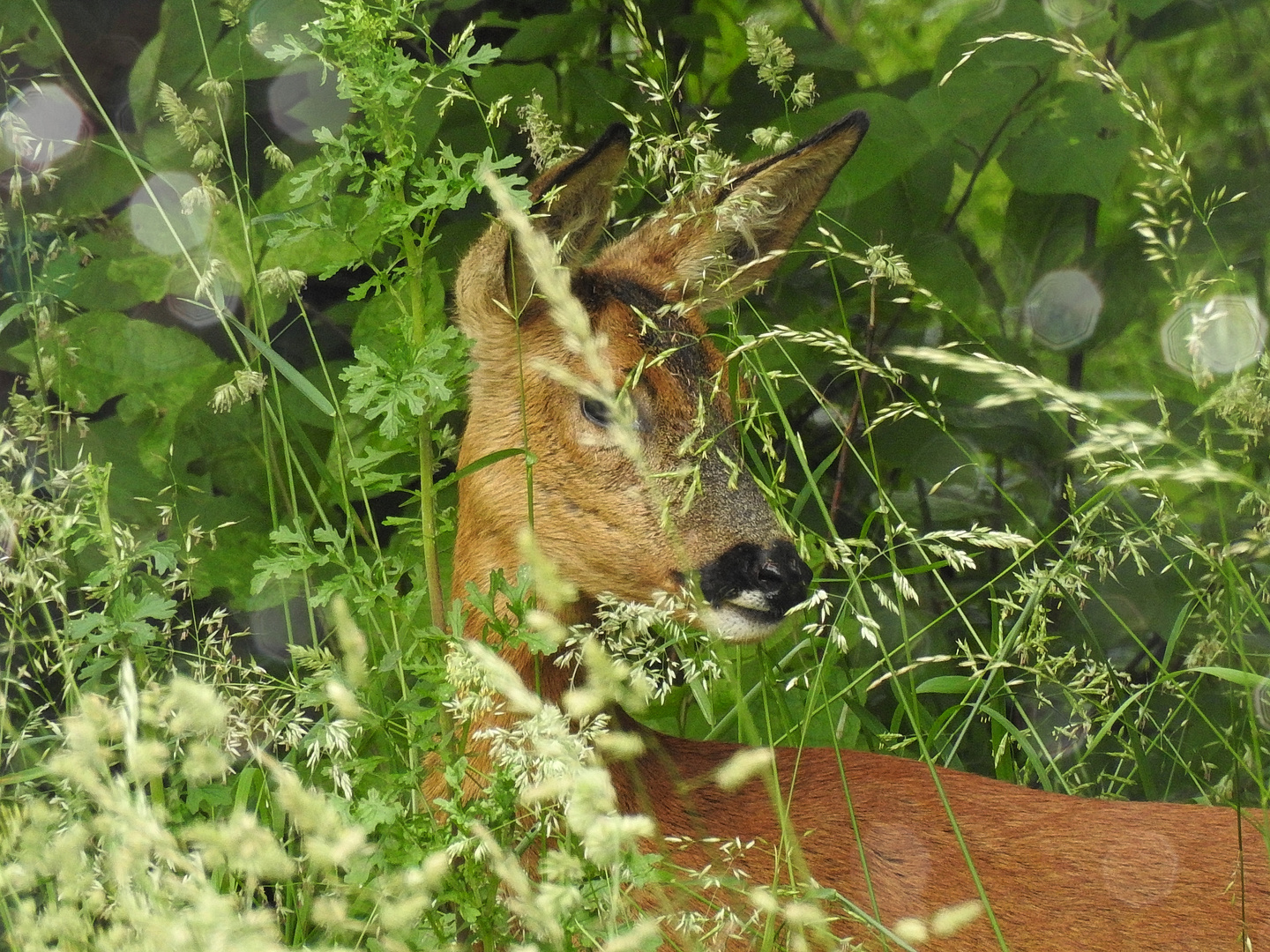 Reh beim Versteck spielen in unserm Garten