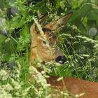 Reh beim Versteck spielen in unserm Garten