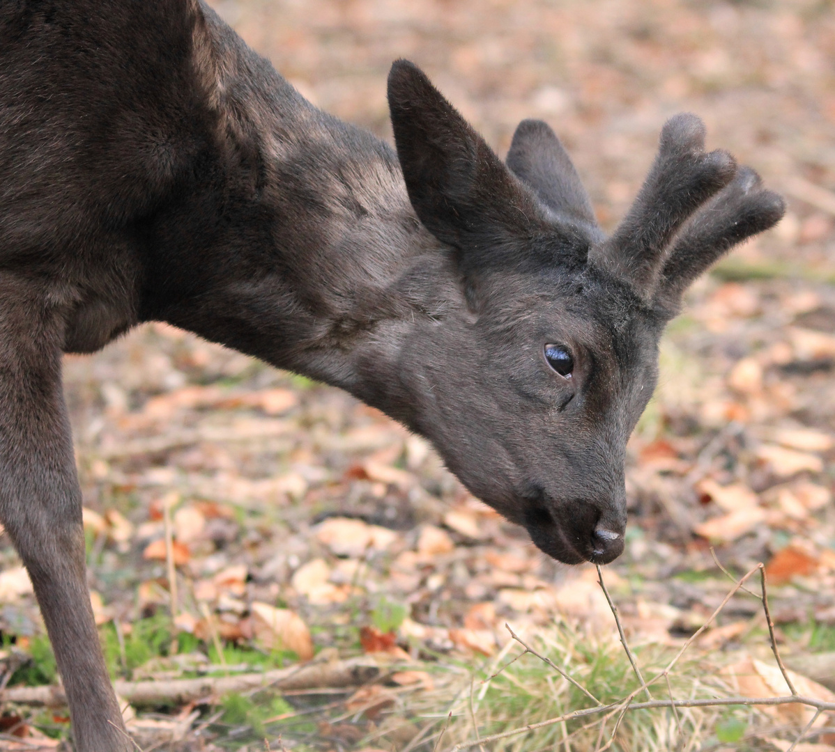 Reh Biotopwildpark Anholter Schweiz