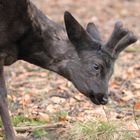 Reh Biotopwildpark Anholter Schweiz