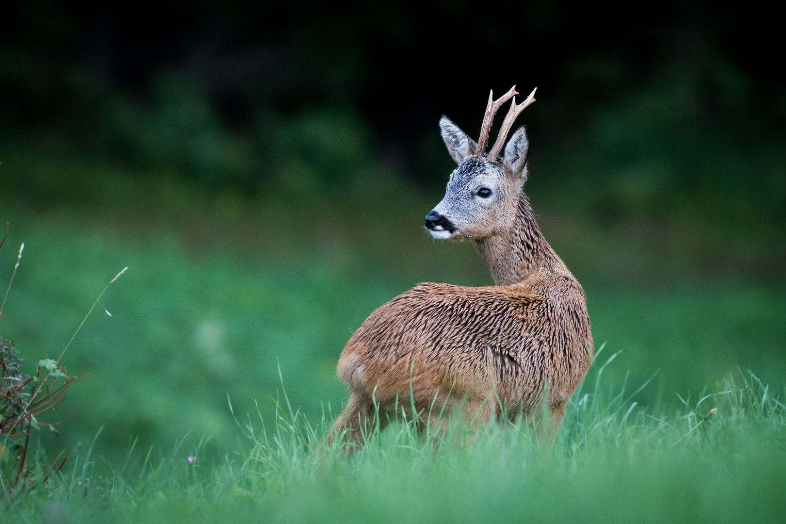 Reh Bock