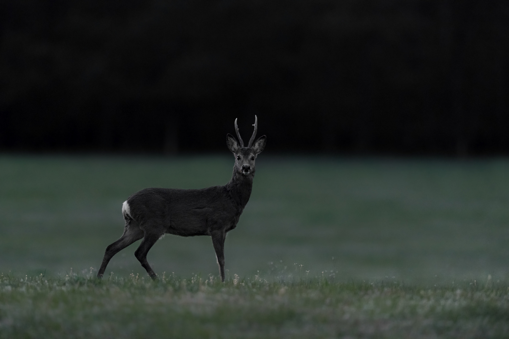 Reh (Capreolus capreolus)