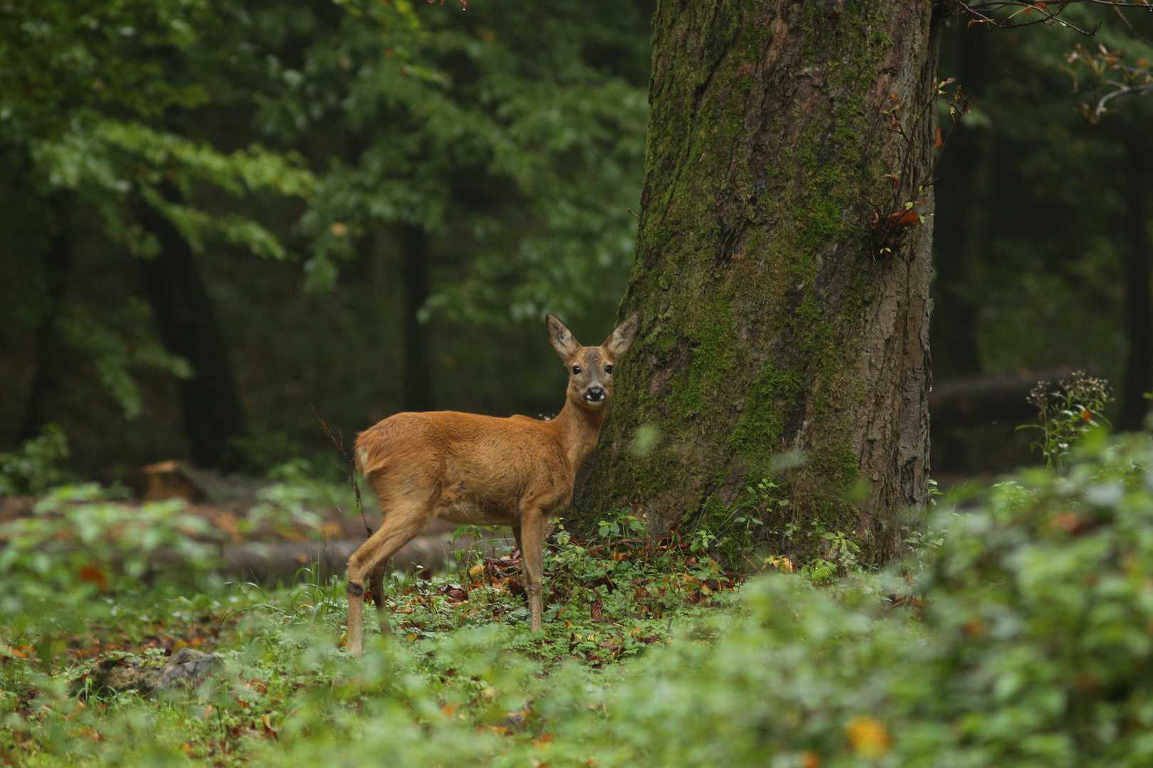  Reh (Capreolus capreolus)