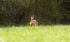 Reh (Capreolus capreolus)