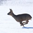 Reh (Capreolus capreolus)