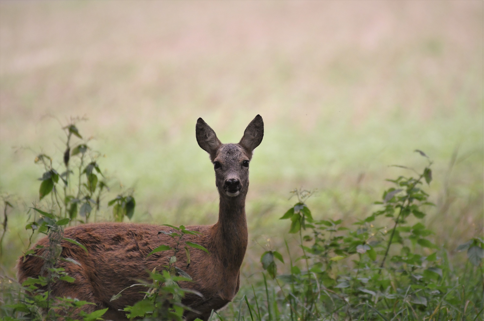 Reh (Capreolus capreolus )