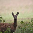 Reh (Capreolus capreolus )