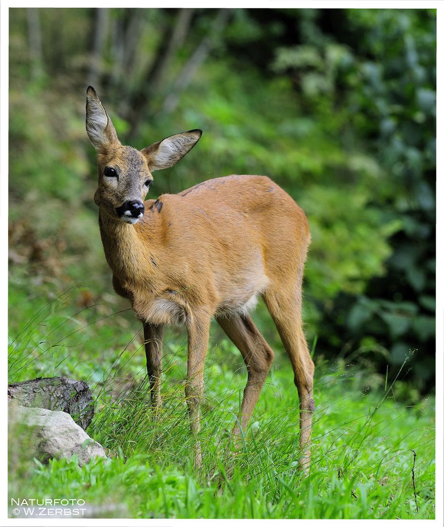 - Reh - ( Capreolus capreolus )