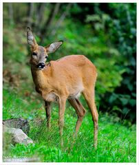 - Reh - ( Capreolus capreolus )