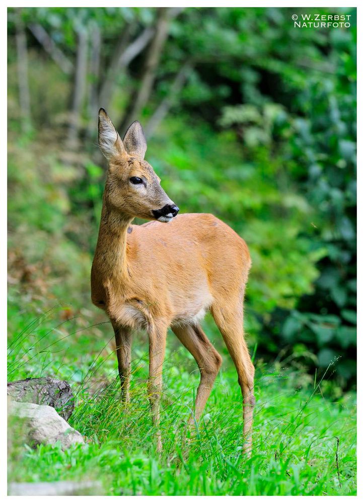 - Reh - ( Capreolus capreolus )