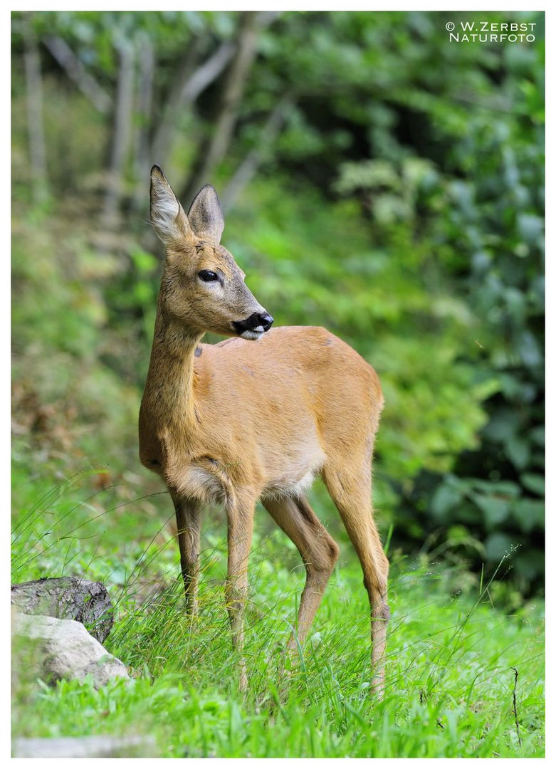 - Reh - ( Capreolus capreolus )