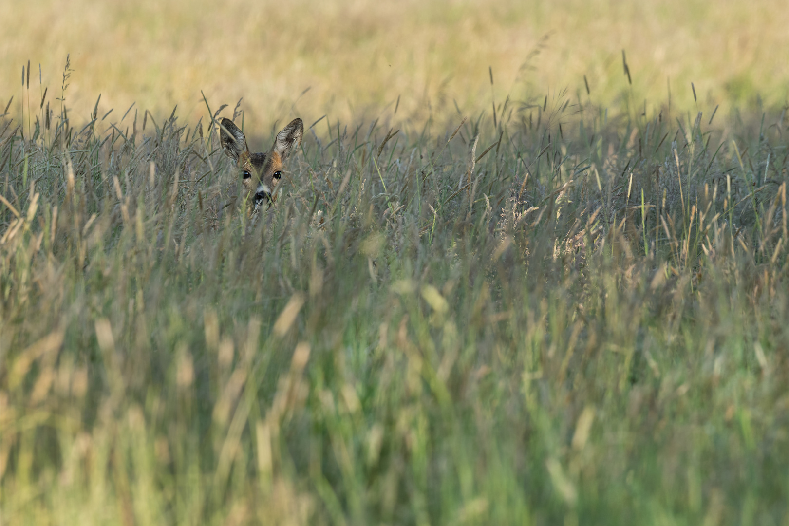 Reh (Capreolus capreolus)