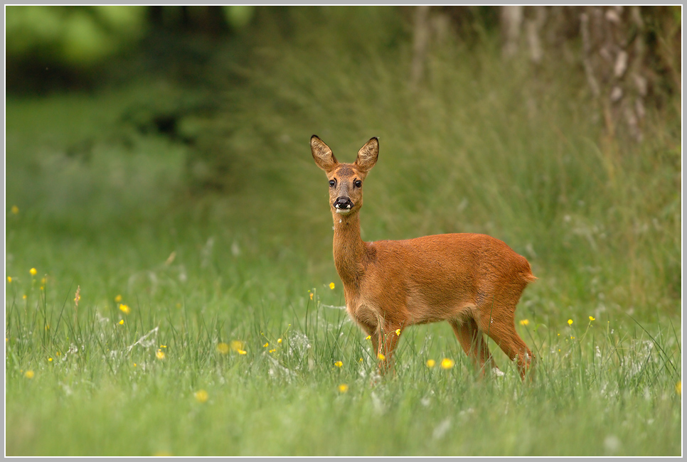 Reh (Capreolus capreolus)